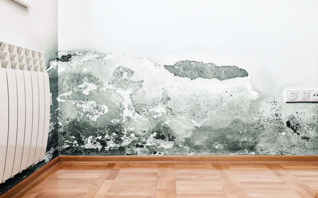 Mold and Humidity Control: Ventilation Strategies That Work Here