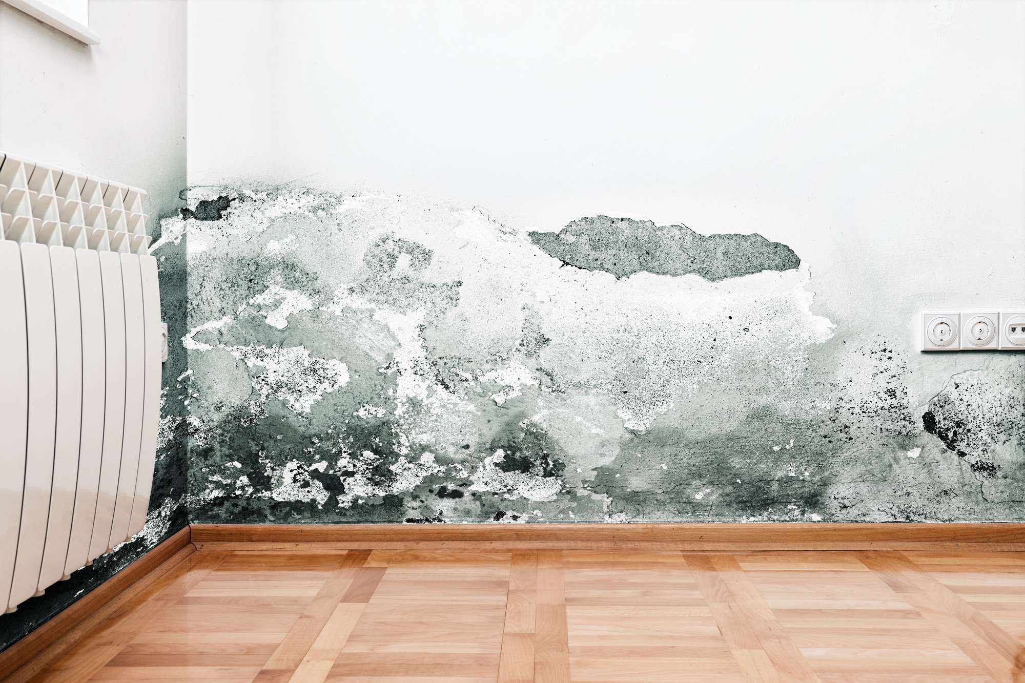 Mold and Humidity Control pic 1
